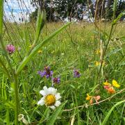 Blenheim Estate's gardeners are letting areas of the landscaped parkland and formal gardens grow wild in a bid to encourage wildflowers and boost biodiversity