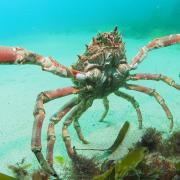 Huge spider crab pictured in Newquay