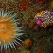 The multi-coloured sea slug was spotted near Melledgan