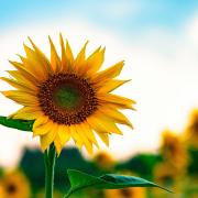 Sunflowers never fail to raise the mood