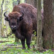 Wild Bison will transform Blean Woods near Canterbury in Wildwood Trust and Kent Wildlife Trust's rewilding project