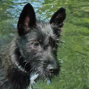 Pip cools off in the river