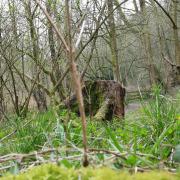 Green shoots of spring start to appear in the Lancashire Life woodland at Brockholes