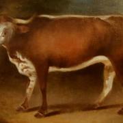 A painting of Blossom, the Gloucester cow that was the inspiration for Jenner's work on the smallpox vaccine