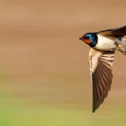 Swallows have often been regarded with an almost spiritual awe