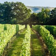 The Chardonnay vines at Ridgeview