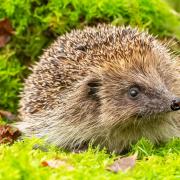 Just examining a hedgehog requires special consideration, thanks to their reflex of rolling up into a ball when confronted with danger