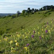 Rodborough Common is home to a host of wildflowers, including cowslips