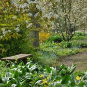 Spring at Beth Chatto’s Plants and Gardens