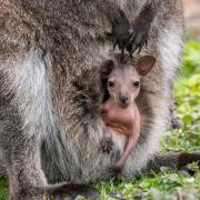 A wallaby Joey says hello for the first time at Marwell Zoo in Hampshire