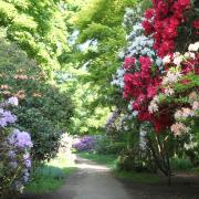 Rhododendrons in Sheringham Park; nature has healing properties