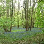 These bluebell woods look a lot less threatening than the woodland Sir Aldred rode into, but are just off Akeman Street