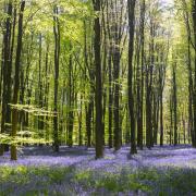 Bluebells at Micheldever Woods in Hampshire
