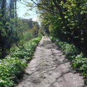Looks inviting - the wooded lane out of Overstrand