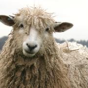 The modern Cotswold sheep is easily recognisable, with its heavy wool and long ‘forelock’