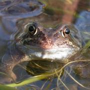 The common frog