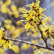 Look out for hamamelis or witch hazel with its scented winter flowers
