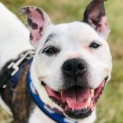 Smiley staffie Judy is looking for her forever home