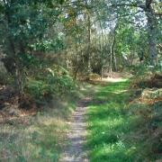 Shady pathways along the way at Bryant's Heath