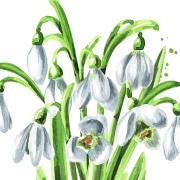 Snowdrops are the traditional flower for Candlemas and are also known as Candlemas Bells