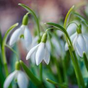 Snowdrops are often the first sign that spring is coming