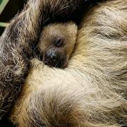 The baby sloth taking a nap, as typical of species of its kind