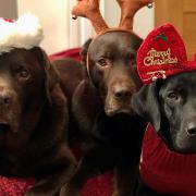 The three amigos - Alfie, Yogi and Ella, dressed up for festive fun