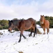 There are lots of beautiful winter walks in Hampshire (just ask these guys)