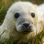 We've gathered the best places in Norfolk to see the seals