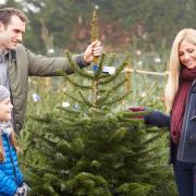 Why not pick your own Christmas tree?