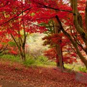 Acer trees,come alive in the autumn