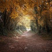 Halnaker tree tunnel on the old Roman road of Stane Street, West Sussex.