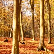 Autumn in Norfolk woodland