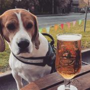 Dexter loves to join his owner Jamie Leigh Lawrence for a beer garden tipple.
