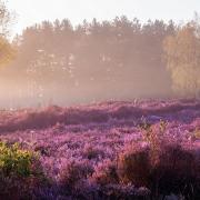 The Heathland Sculpture Trail guides you through different heathland sites within the park, including Stedham Common [pictured]