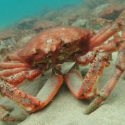 An aggregation of Spider Crabs near Falmouth