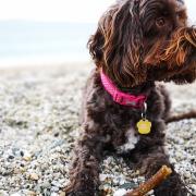With the right planning you and your dog can enjoy a great Devon staycation.