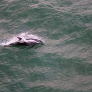 Dolphins are being spotted more than ever just off of the Sussex Coast