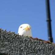 An ever watchful seagull in St Ives