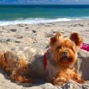 Even our four legged friends need a beach day now and then