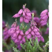 Dorset heath (Erica ciliaris) our county flower which grows in the heaths around the Isle of Purbeck