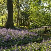 The Arlington Bluebell Walk at Bates Green Farm in Polegate, East Sussex has been running since 1972