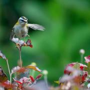 Firecrest birds can be spotted at Blackwater Arboretum