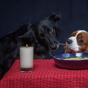 Jack the border collie and Lola, the cavalier King Charles spaniel