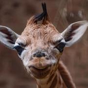 The adorable week-old Rothschild giraffe
