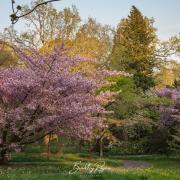 Batsford Arboretum has one of the largest collections of Flowering Japanese Cherry Blossoms in Britain.