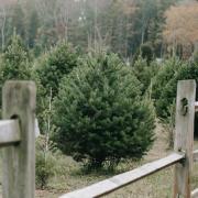 Where to get your Christmas tree in the Cotswolds 2020 (photo: Any Lane, Pexels)