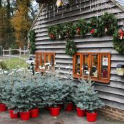Catsfield Christmas Tree Farm and Shop. Photo: Blueberry PR