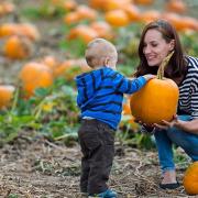 Pick yourself a pumpkin at a pumpkin patch in Cheshire!
Photo: arinahabich/Getty Images/iStockphoto