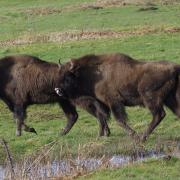 Bison will soon roam Blean woods near Canterbury Photo: Amanda Fegan